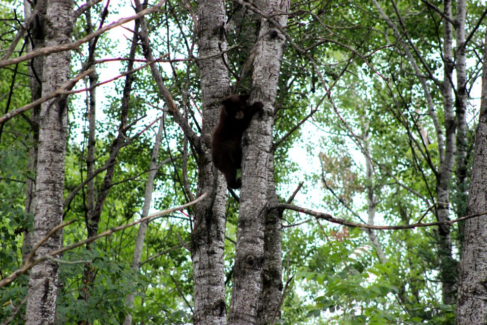 Black Bear Coming Down!