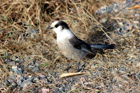 Gray Jay