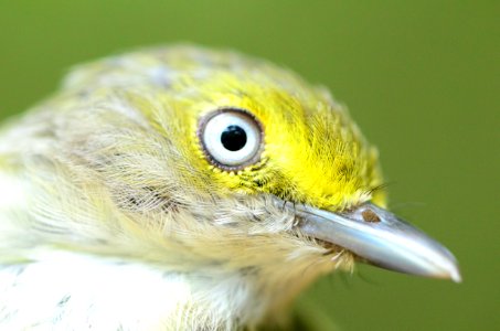 White-eyed Vireo