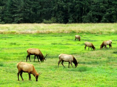 Elk Herd at Pacific Coast In OR