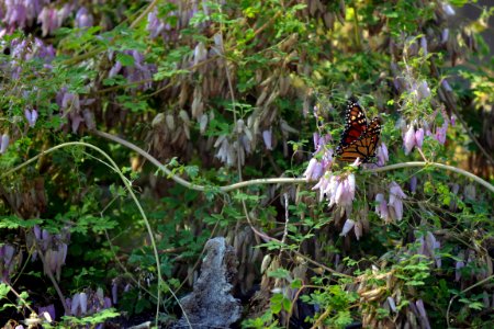Monarch on Climbing Fumitory