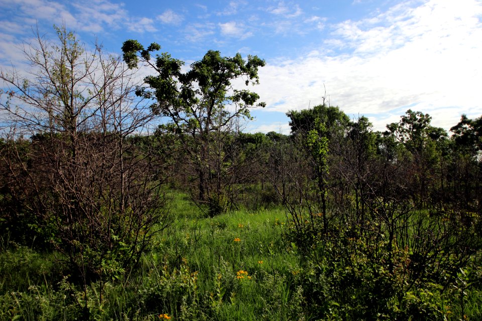 Oak Savanna photo