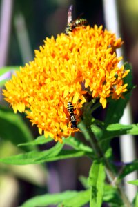 Paper Wasps on Butterfly Milkweed photo