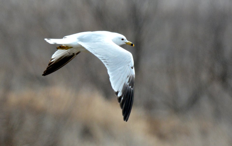 Ring-billed gull at Shiawassee National Wildlife Refuge