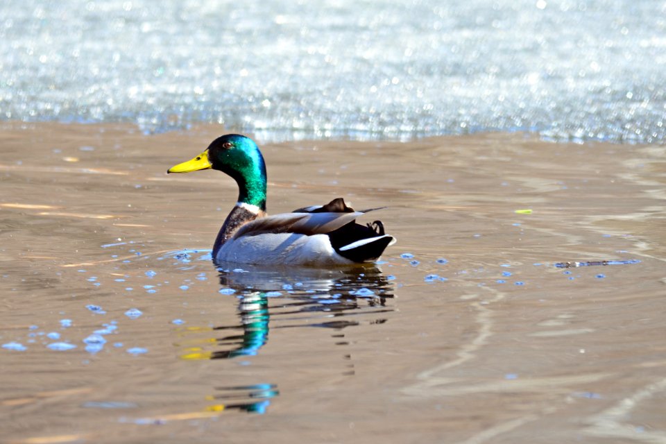 Mallard Drake photo