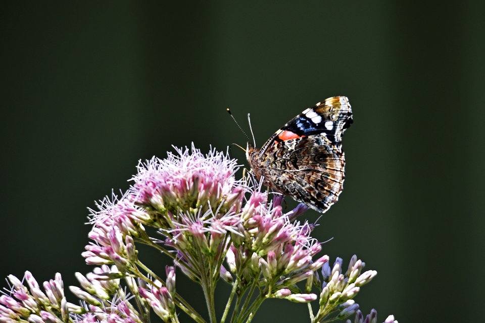Painted Lady on Joe-Pye Weed