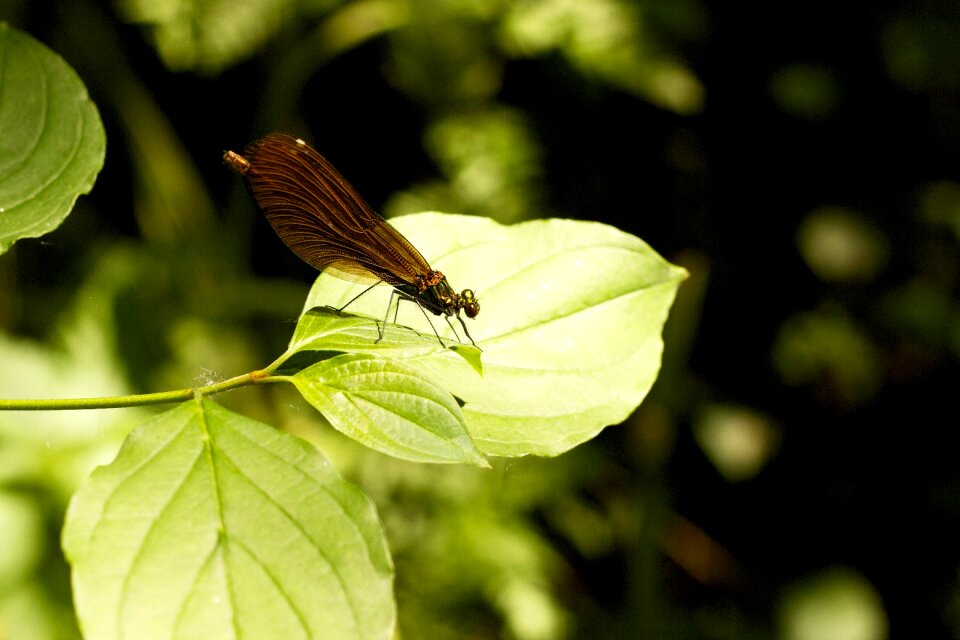 Fly bug wildlife