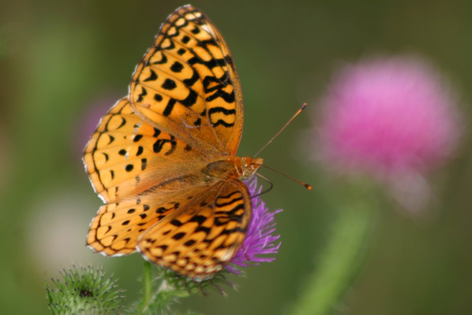 Aphrodite Fritillary Butterfly