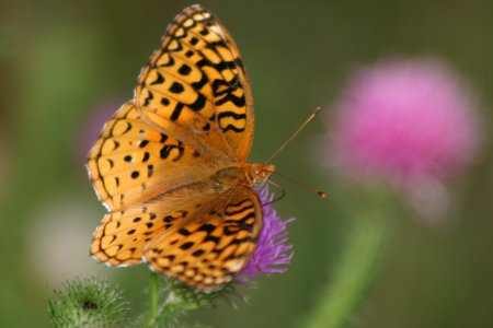Aphrodite Fritillary Butterfly photo