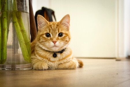 Cat hangover cats