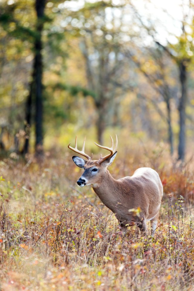 White-tailed Deer- Buck
