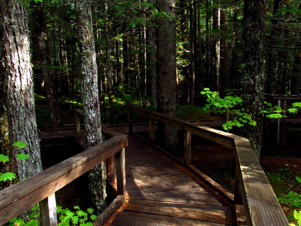Trail of Two Forests in WA