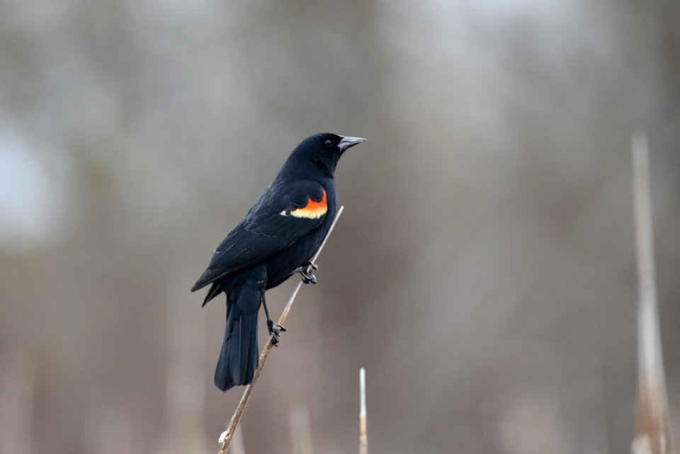 Red-winged blackbird photo