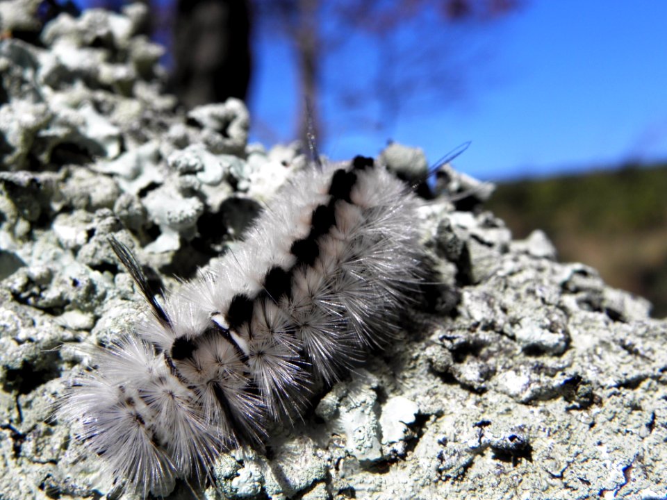 Hickory Tussocks Moth Caterpillar photo