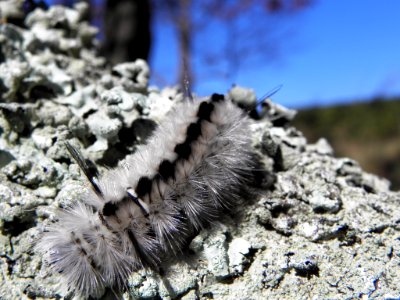 Hickory Tussocks Moth Caterpillar