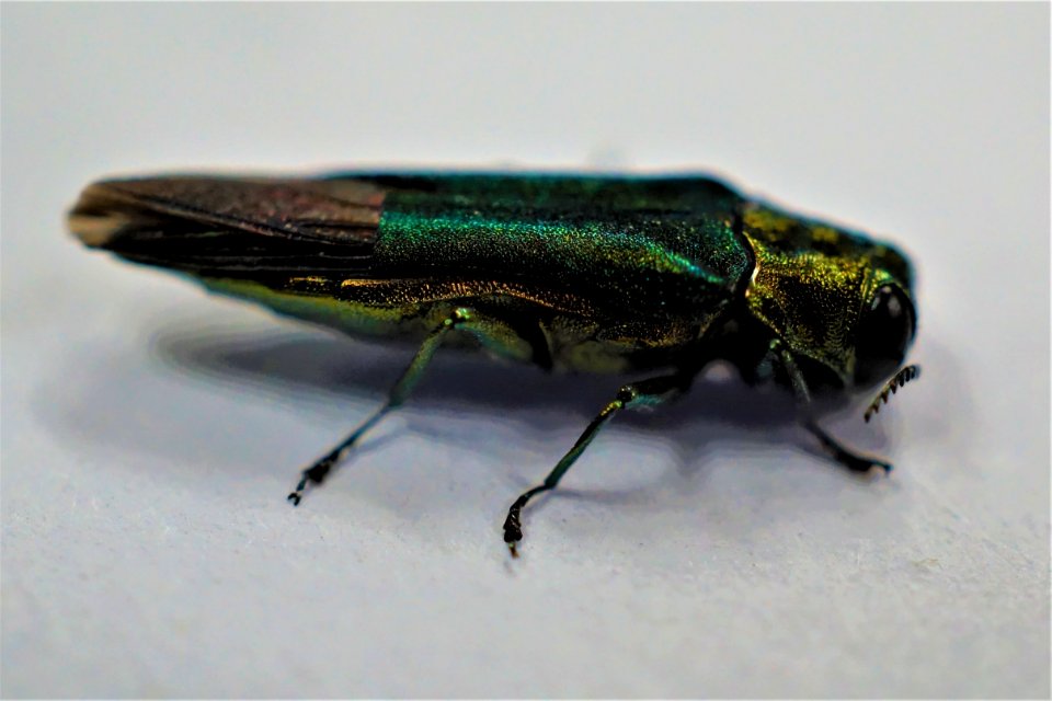 Emerald Ash Borer