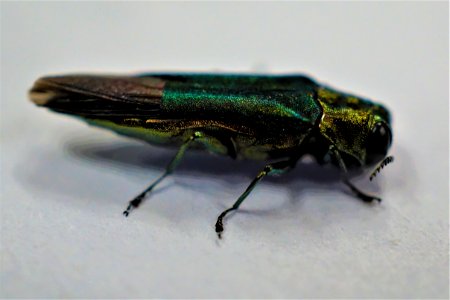 Emerald Ash Borer
