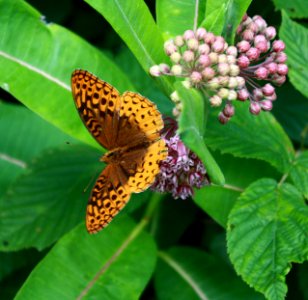 Great Spangled Fritillary