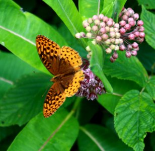 Great Spangled Fritillary photo