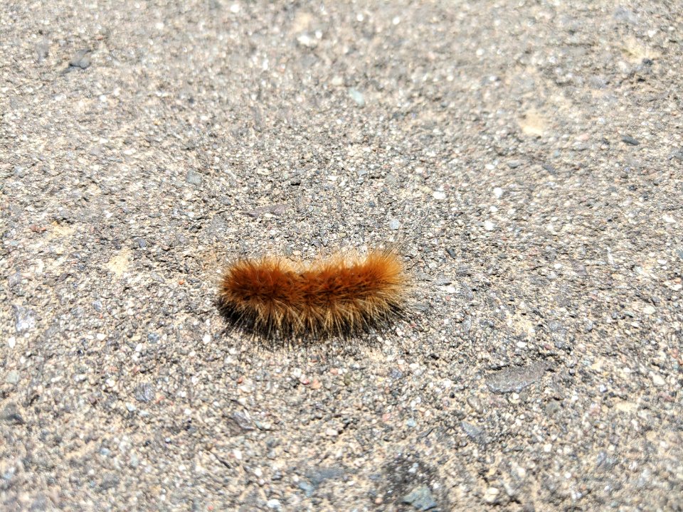Ruby tiger moth caterpillar