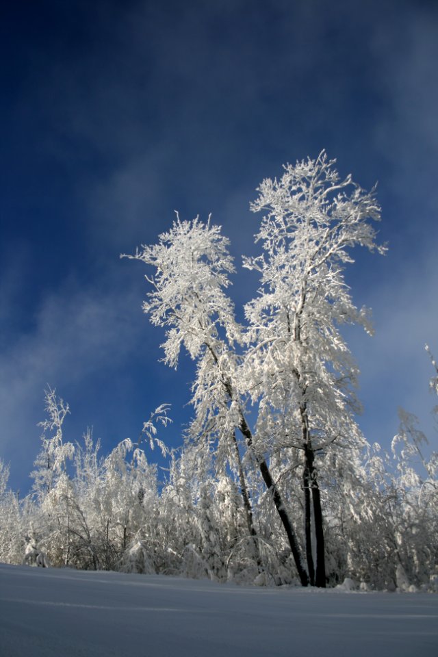 Winter Trees