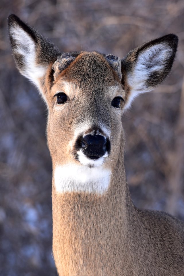 White-tailed deer buck photo