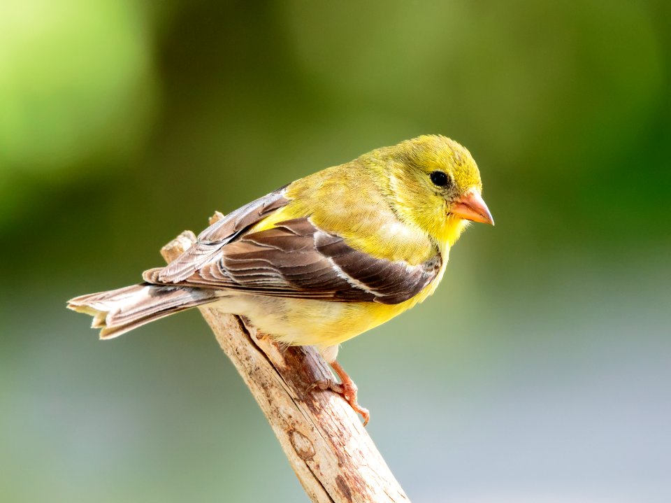 American Goldfinch