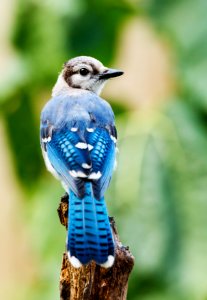 Blue Jay photo