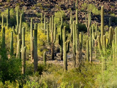 Sonoran Desert NM in AZ