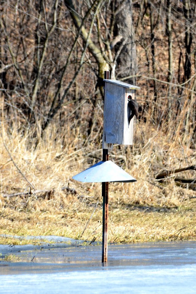Pileated Woodpecker