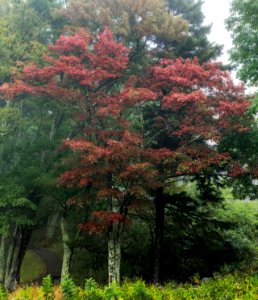 Early Fall