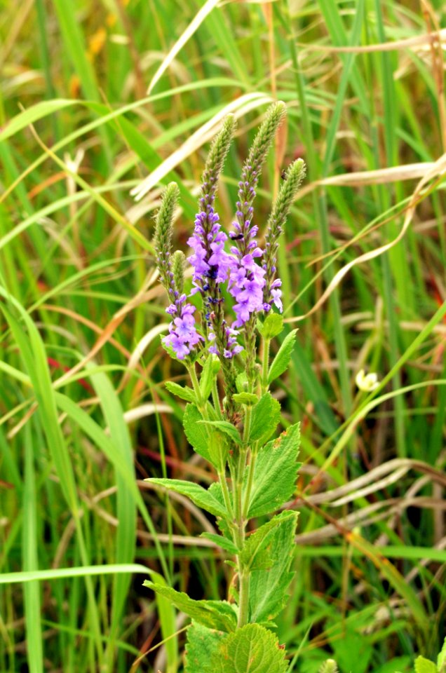 Blue Vervain