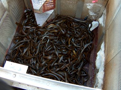 Sea Lamprey Trap at Ocqueoc River in Michigan with a Large Catch of Sea Lamprey. photo