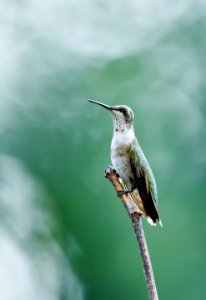 Ruby-throated Hummingbird photo