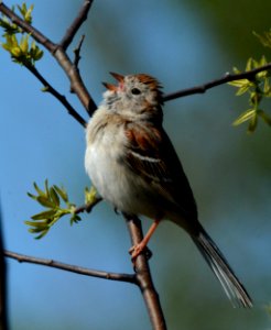 Field Sparrow in Ingham County, MI