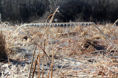 Grass and locust tree covered in ice photo