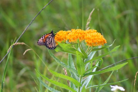 Monarch Butterfly on Butterfly Milkweed photo