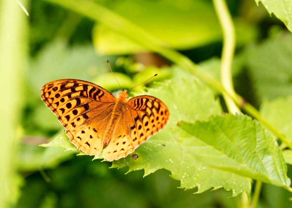 Great Spangled Fritillary Butterfly
