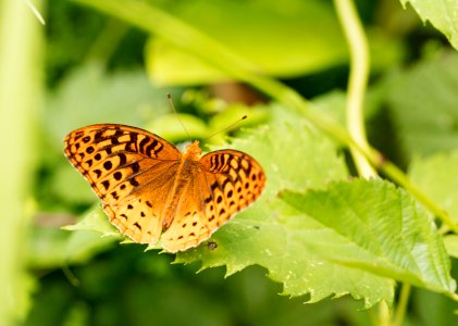 Great Spangled Fritillary Butterfly photo