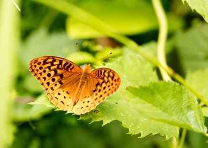 Great Spangled Fritillary Butterfly
