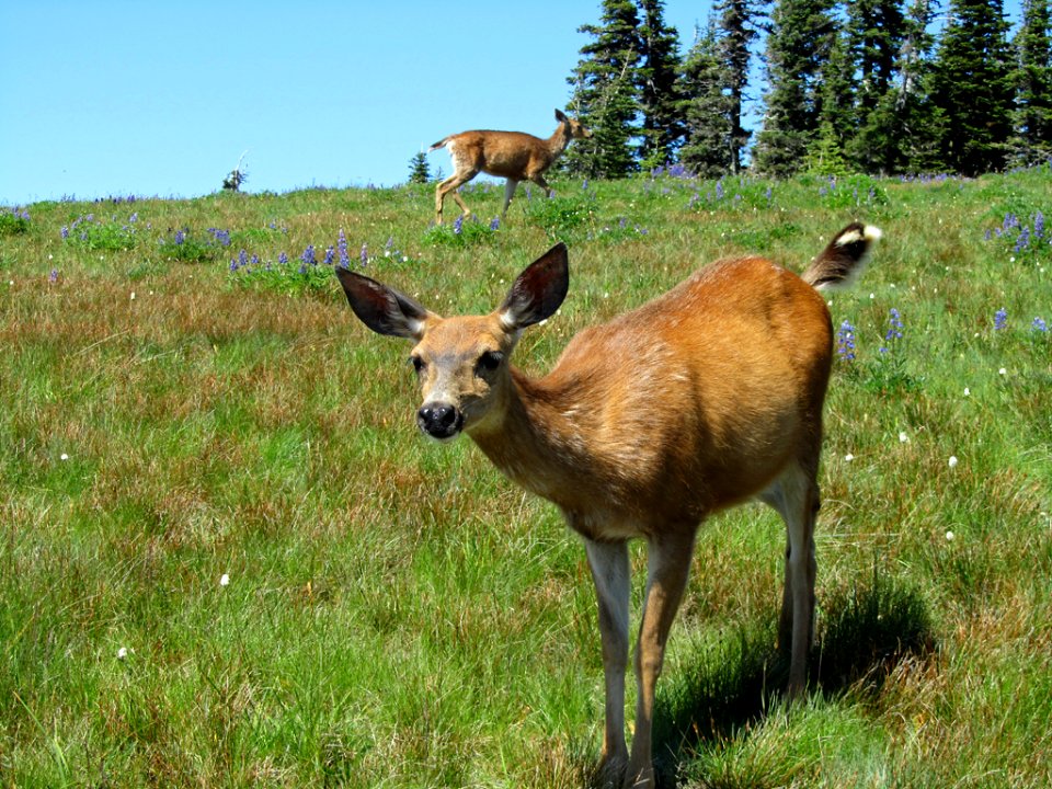 Deer at Hurricane Ridge at Olympic NP in WA