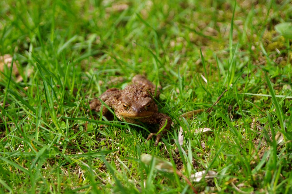 Amphibian animal nature