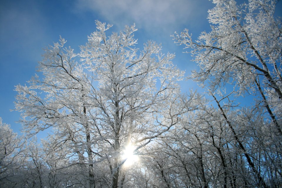 Winter Trees