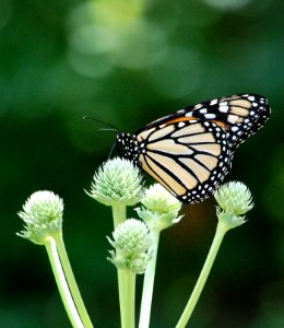 Monarch butterfly on rattlesnake master photo