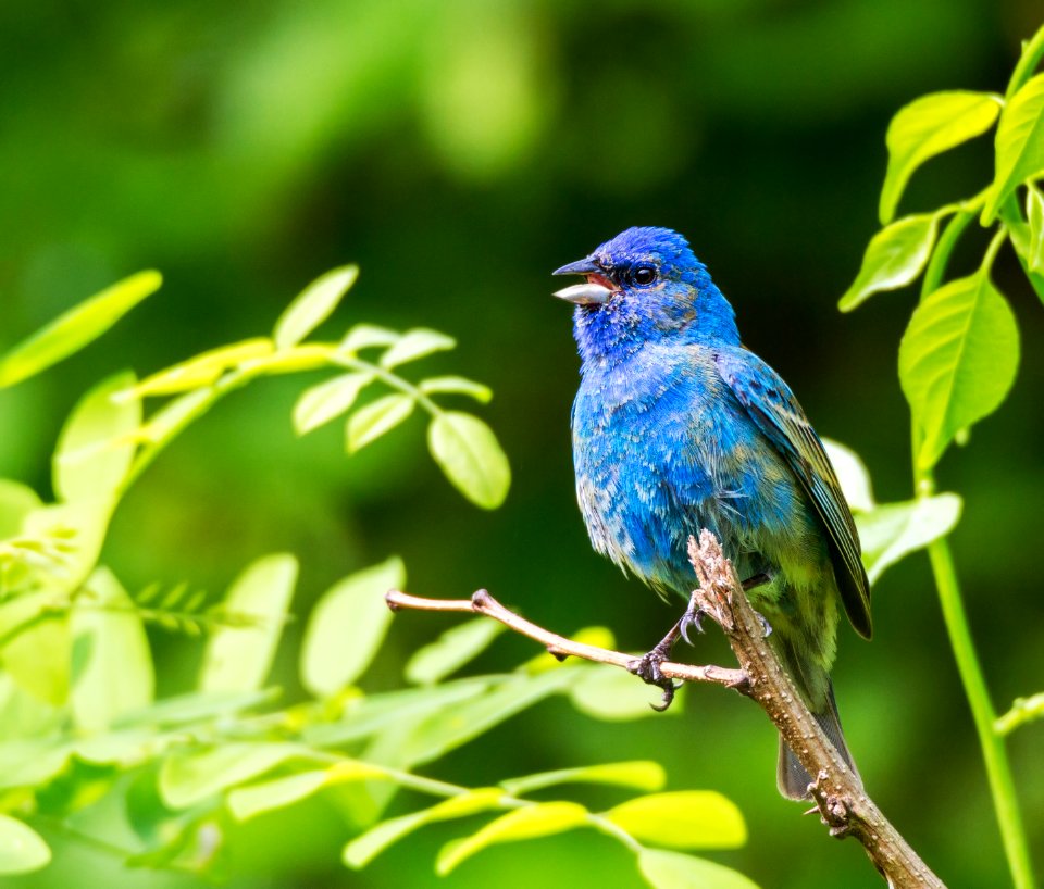 Indigo Bunting (male)