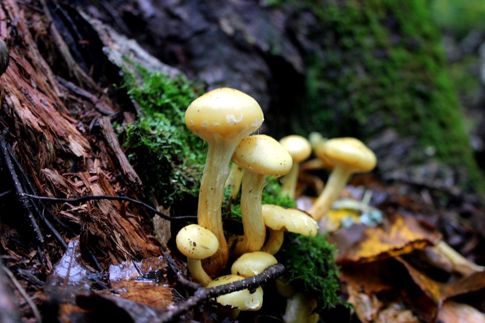 Fall Fungi