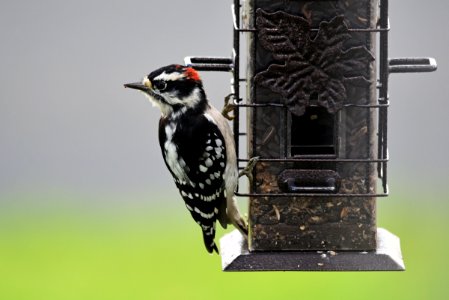 Downy Woodpecker