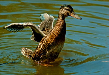 Patito real