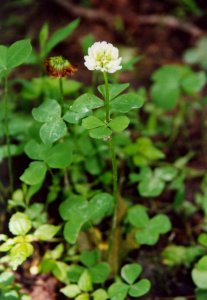 Running Buffalo Clover