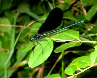 Ebony Jewelwing Damselfly photo